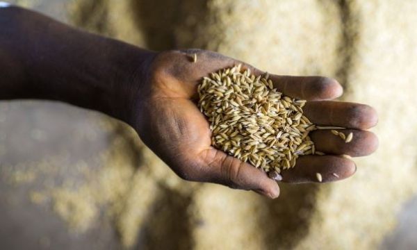 Multinacionales contra soberanía alimentaria. Hasta las semillas se roban